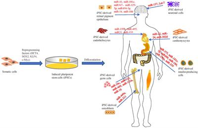 Application of Induced Pluripotent Stem Cell-Derived Models for Investigating microRNA Regulation in Developmental Processes